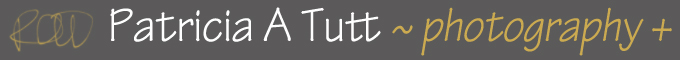 Patricia Tutt Photography +